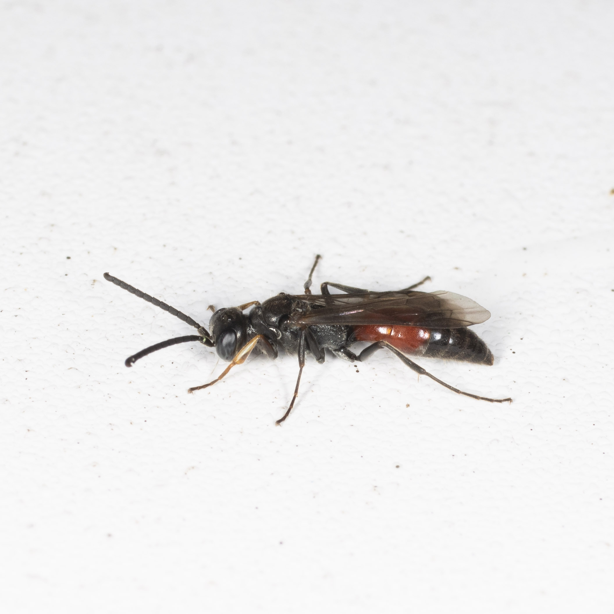 Crabronidae: maschio di Didineis wuestneii